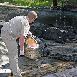 Alligator Farm & Zoological Park